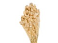 Sušená tráva chrastnica Phalaris 100g - bielená