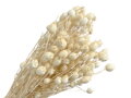 Sušené kvety Černuška - Nigella damascena cca 100g - bielené
