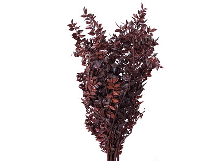Stabilizované listy - vetvy Ruscus 60cm - hnedý