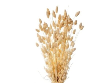 Sušená tráva chrastnica Phalaris 100g - bielená