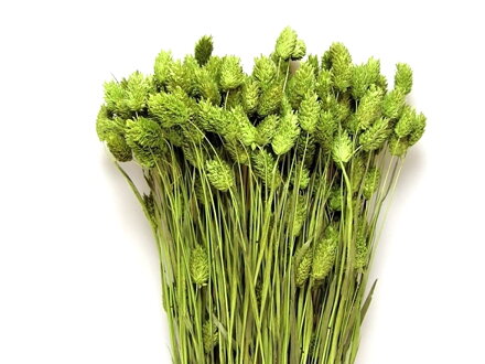 Sušená tráva chrastnica Phalaris 100g - svetlo zelená