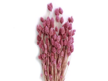 Sušená tráva chrastnica Phalaris 100g - staroružová