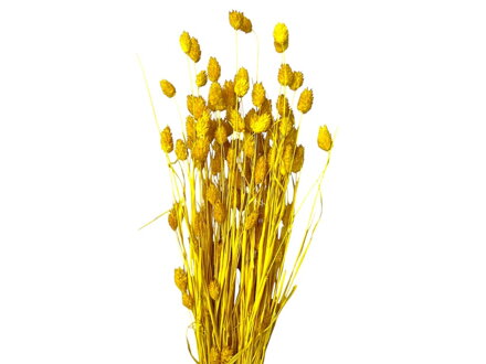 Sušená tráva Chrastnica Phalaris 100g - žltá