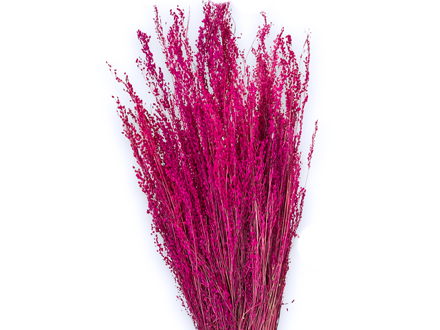 Sušená tráva Star Grass 100g - viva magenta