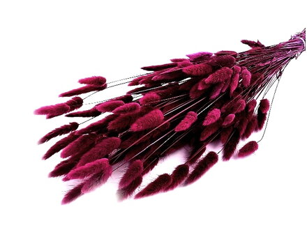 Sušená tráva zajačka vajcovitá Lagurus 50g - bordó