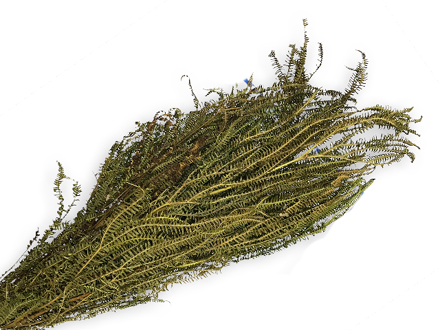 Sušené listy - papraďové vetvičky 150g - prírodné