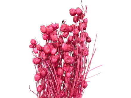 Sušené stabilizované kvety Nigella Damascena Černuška cca 100g - bielená ružová