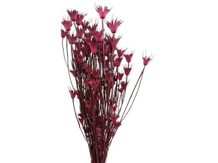 Sušené stabilizované kvety Nigella Orientalis 100g staroružové