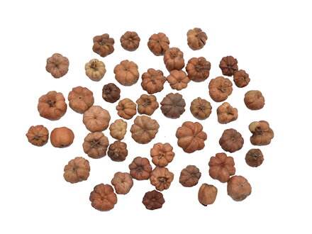 Sušené tekvičky liliput - 10g - prírodné