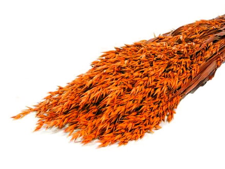 Sušený aranžérsky ovos siaty 150g - oranžový