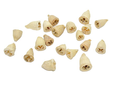 Sušený plod - mini Eukalyptus 10g - bielený