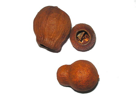 Sušený plod eukalyptus kalich - oranžový - 3ks