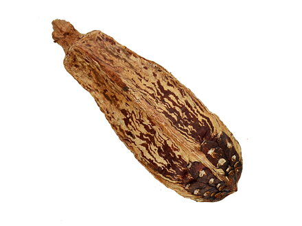 Sušený plod Mahagón celý - prírodný