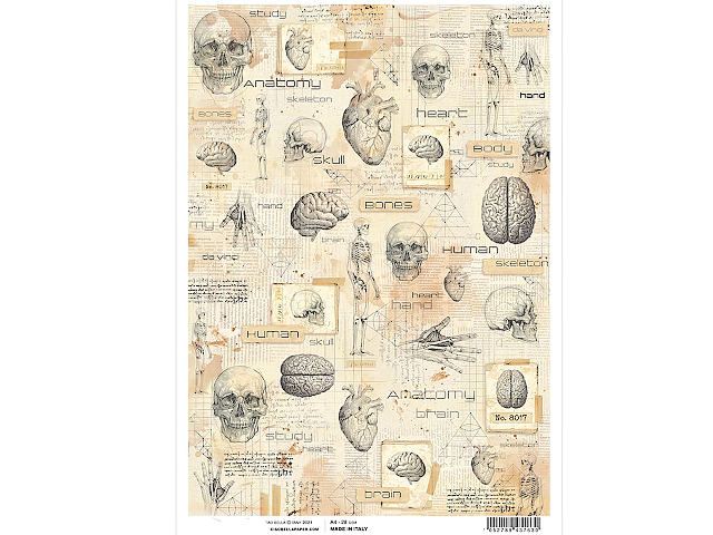 Ryžový papier A4 - Human Anatomy