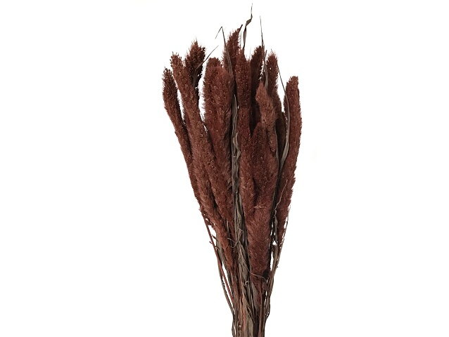 Sušená aranžérska tráva Mohár - Setaria - 100g - hnedá