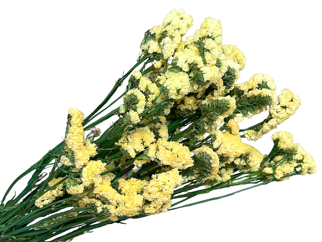 Sušená kytica Limonium Sinuata - limonka 120g - žltá