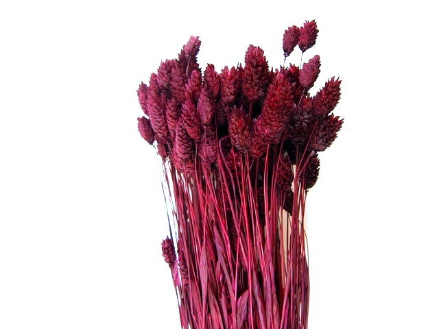 Sušená tráva chrastnica Phalaris 100g - bordó