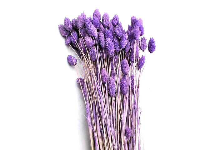 Sušená tráva chrastnica Phalaris 100g - fialová