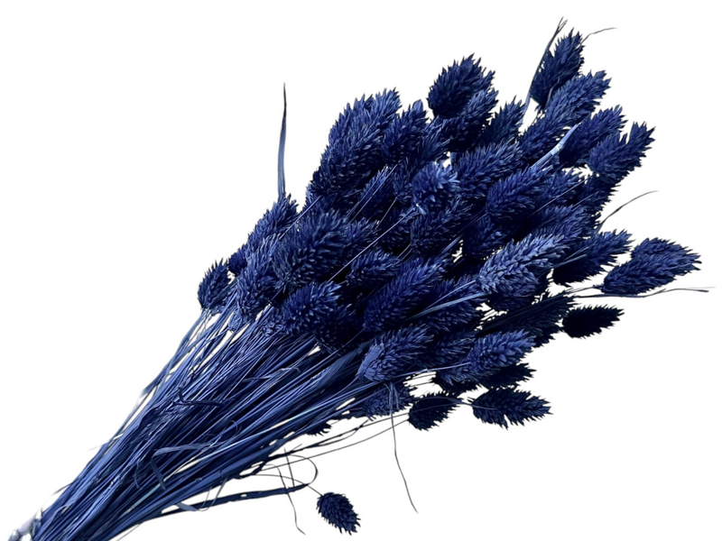 Sušená tráva Chrastnica Phalaris 100g - polnočná modrá