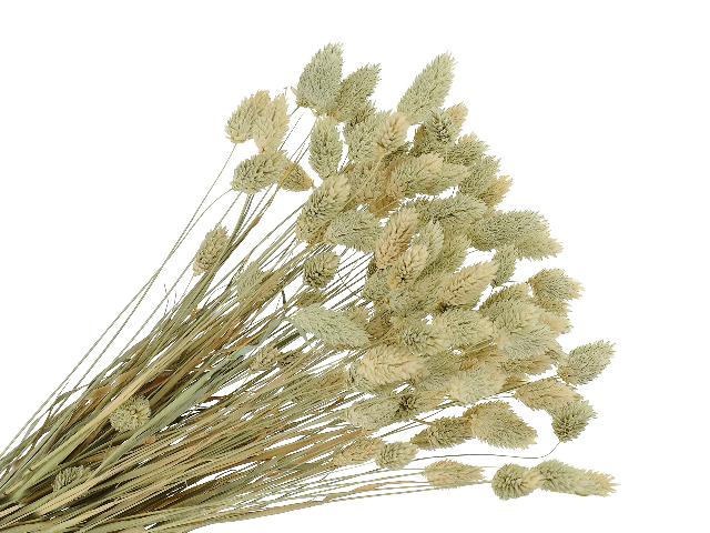 Sušená tráva chrastnica Phalaris 100g - prírodná