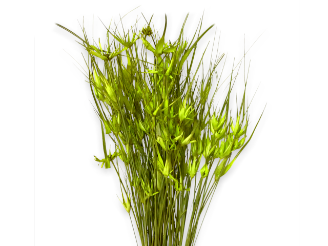 Sušená tráva tulipánová 100g - svetlozelená