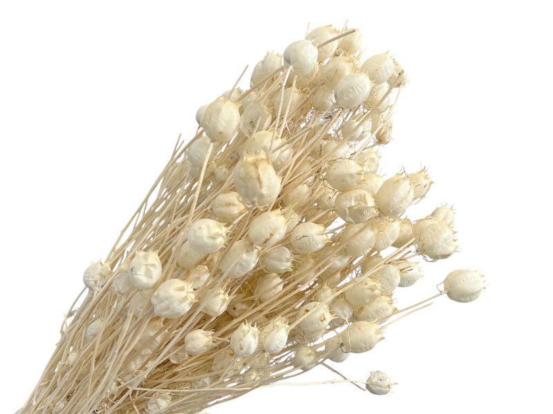 Sušené kvety Černuška - Nigella damascena cca 100g - bielené