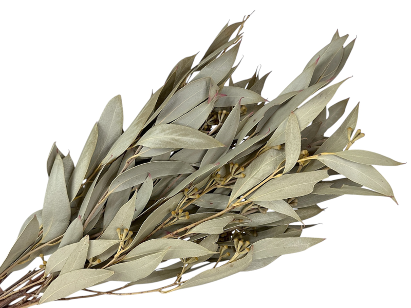 Sušený eukalyptus Lanceolata Willow s plodmi - natur