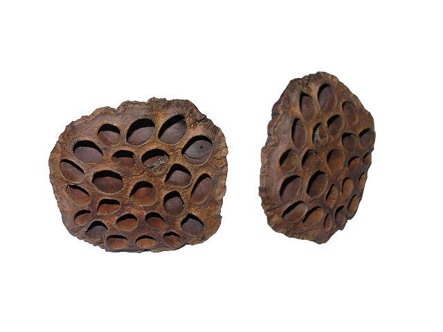 Sušený plod lotos JUMBO 8 -11cm