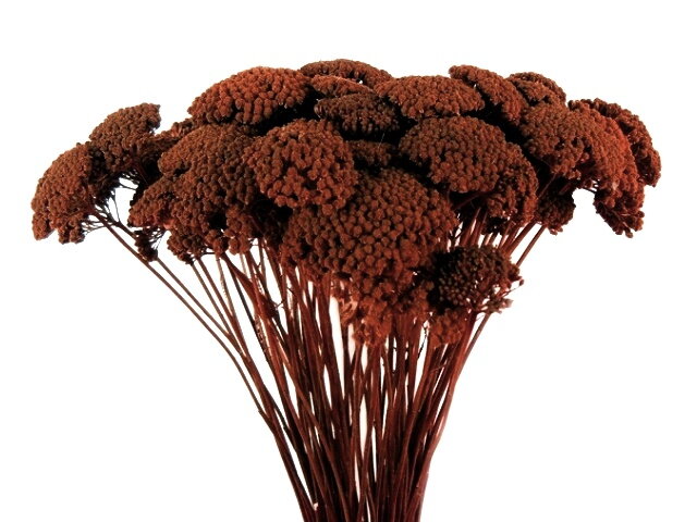 Sušený stabilizovaný rebríček Achillea - hnedý