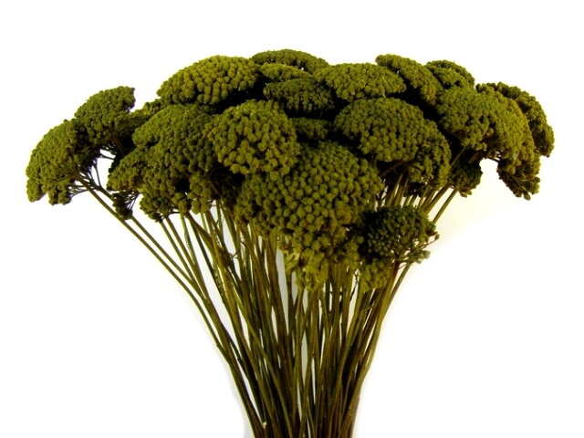 Sušený stabilizovaný rebríček Achillea - machovo zelený