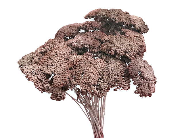 Sušený stabilizovaný rebríček Achillea - vintage hnedá