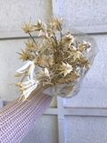 Sušené kvety hviezdičky Nigella Orientalis 100g - bielené