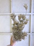 Sušené kvety hviezdičky Nigella Orientalis 100g - prírodné