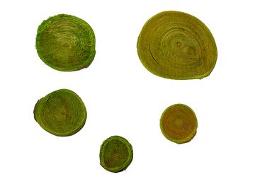 Aranžérske drievka okrúhle 5ks - zelené