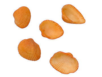Aranžérske mušle Hrebenatky oranžové - malé - 5ks