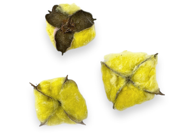 Bavlníkové kvety s výplňou 3ks - žlté