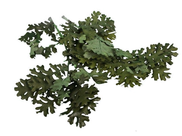 Dubové listy - konáriky cca 100g - zelené