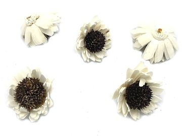 Kvety Ming - slnečnice 3ks - prírodné