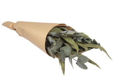 Sušené stabilizované eukalyptové listy - mix 30-35cm