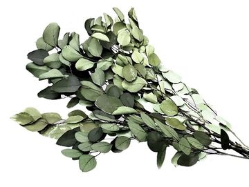Stabilizované eukalyptové listy Eucalyptus Populus 60cm - zelené