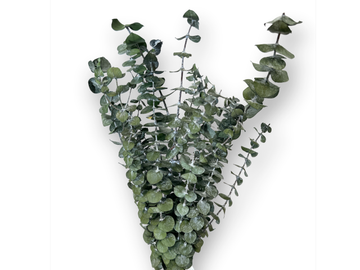 Stabilizované eukalyptové listy Baby Blue 50cm - tmavé zelené