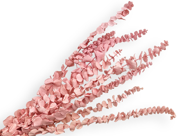 Stabilizované eukalyptové listy Baby Blue 80g - bielené ružové