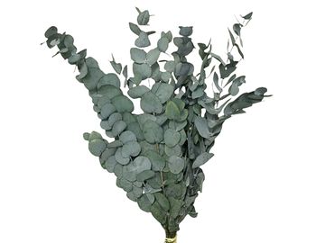 Stabilizované eukalyptové listy Penny Gum 50cm - tmavé zelené