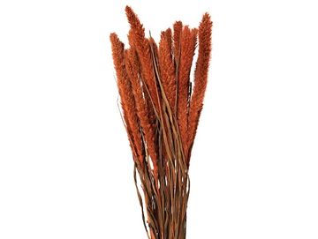 Sušená aranžérska tráva Mohár - Setaria - 100g - oranžová
