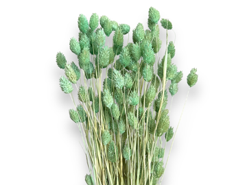 Sušená tráva chrastnica Phalaris 100g - aqua