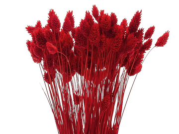 Sušená tráva chrastnica Phalaris 100g - červená