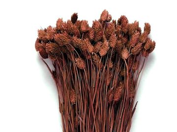 Sušená tráva chrastnica Phalaris 100g - hnedá