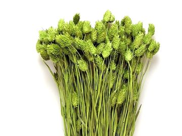 Sušená tráva chrastnica Phalaris 100g - svetlo zelená