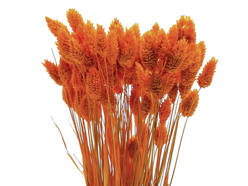 Sušená tráva chrastnica Phalaris 100g - oranžová