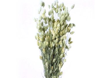 Sušená tráva chrastnica Phalaris 100g - prírodná